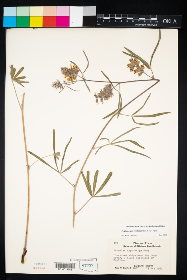 Pediomelum cyphocalyx image