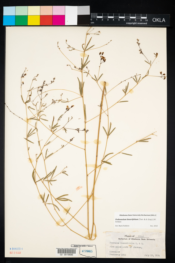 Pediomelum linearifolium image