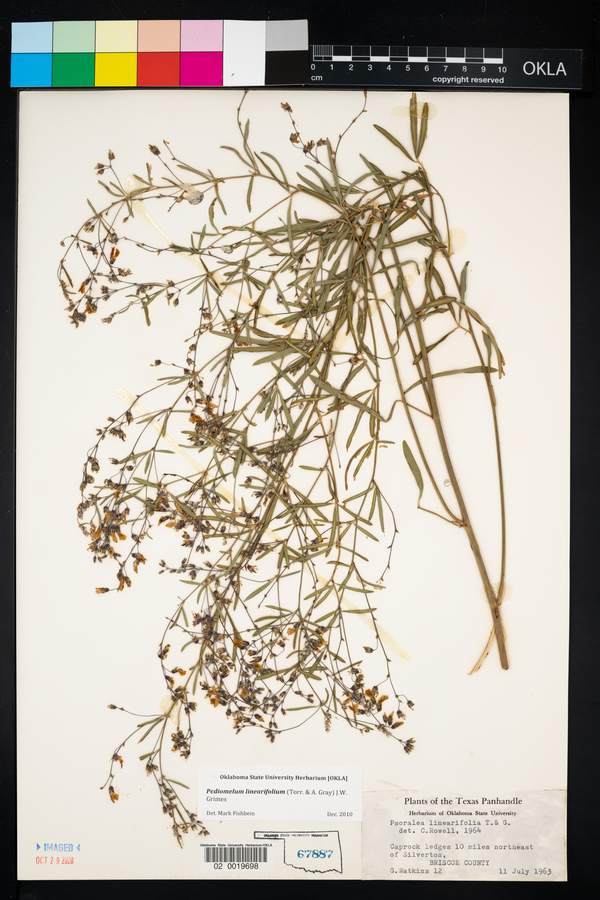 Pediomelum linearifolium image