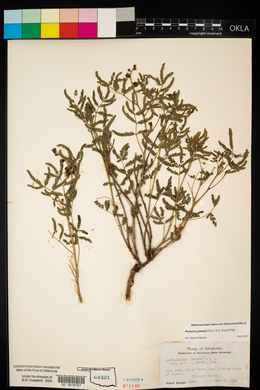 Pomaria jamesii image