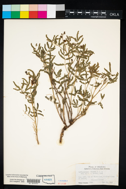 Pomaria jamesii image