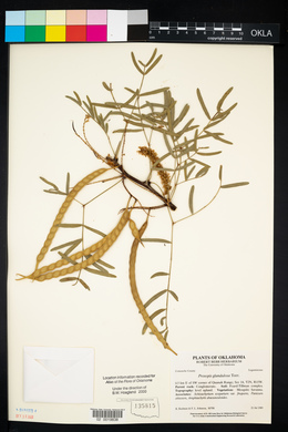 Prosopis glandulosa image