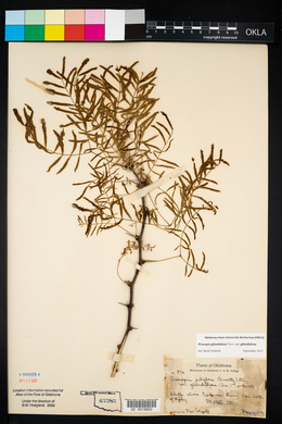 Prosopis glandulosa image