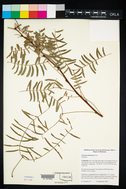 Prosopis glandulosa image