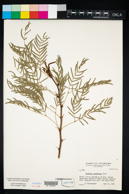 Prosopis glandulosa image