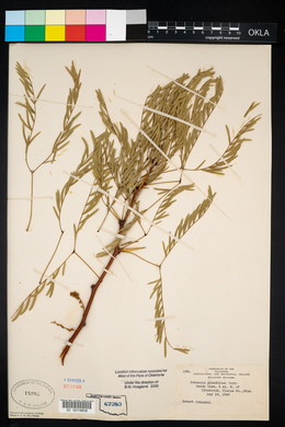 Prosopis glandulosa image