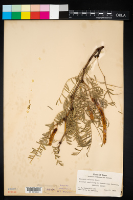 Prosopis juliflora var. velutina image