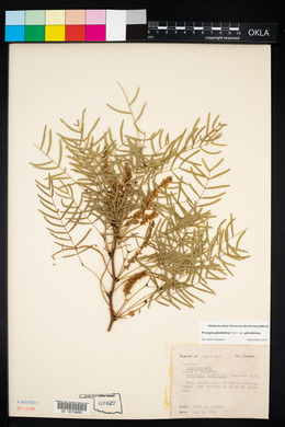 Prosopis glandulosa var. glandulosa image