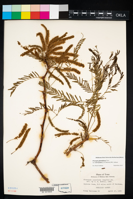 Prosopis juliflora var. torreyana image