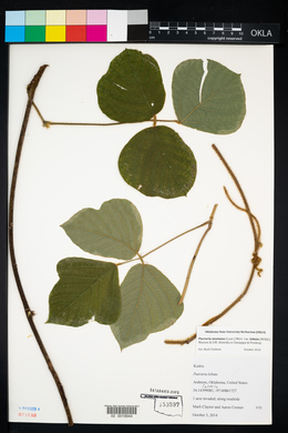 Pueraria montana image