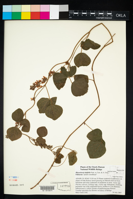 Rhynchosia latifolia image