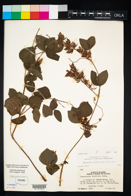 Rhynchosia latifolia image