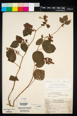 Rhynchosia latifolia image