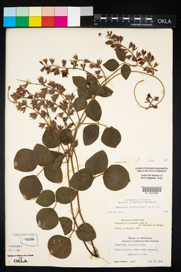 Rhynchosia latifolia image