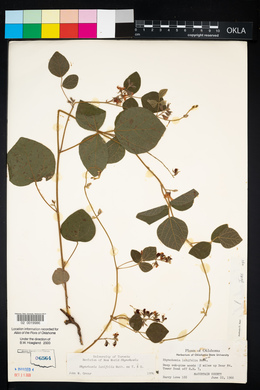 Rhynchosia latifolia image