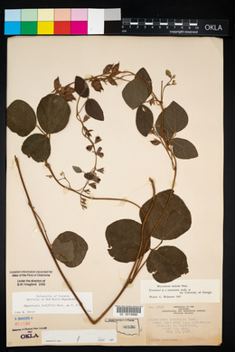 Rhynchosia latifolia image
