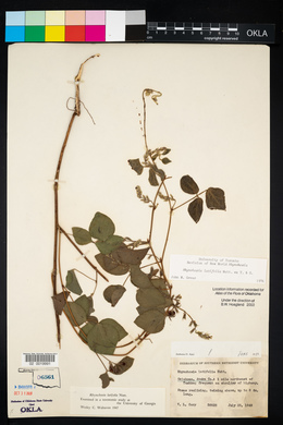 Rhynchosia latifolia image