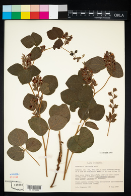 Rhynchosia latifolia image