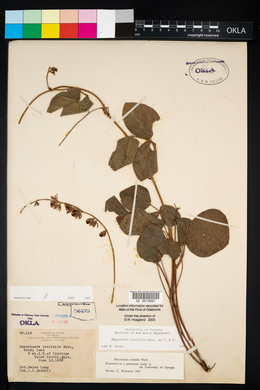 Rhynchosia latifolia image