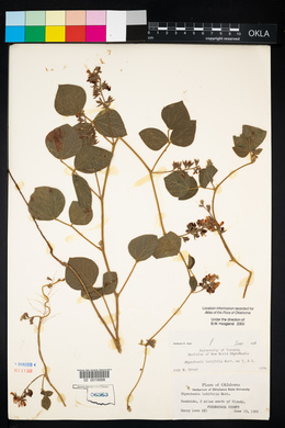 Rhynchosia latifolia image