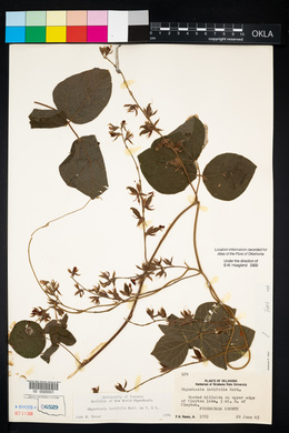 Rhynchosia latifolia image
