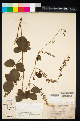 Rhynchosia latifolia image