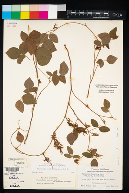 Rhynchosia latifolia image
