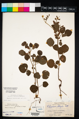 Rhynchosia latifolia image