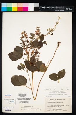 Rhynchosia latifolia image