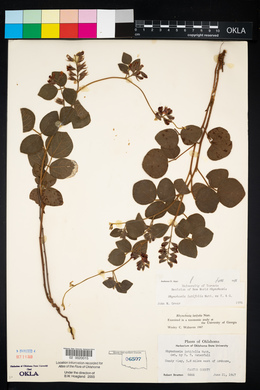 Rhynchosia latifolia image