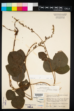 Rhynchosia latifolia image