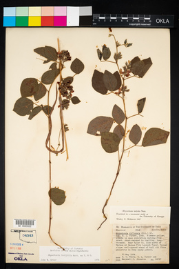 Rhynchosia latifolia image
