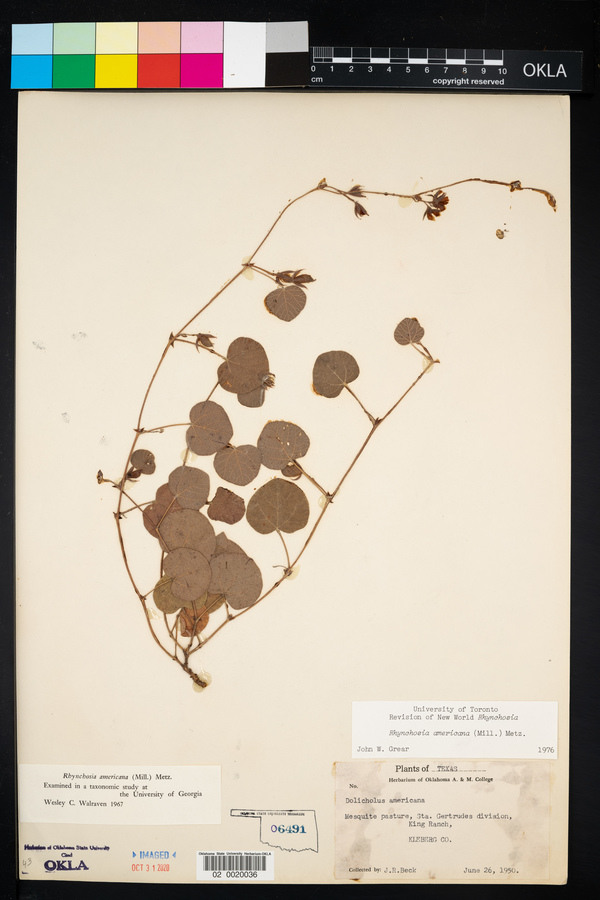 Rhynchosia americana image