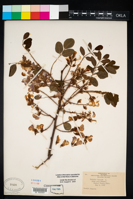 Robinia hispida image