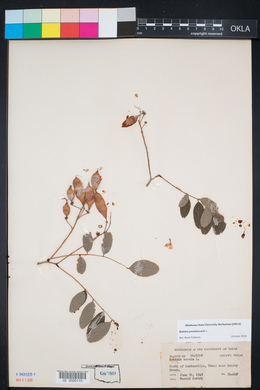 Robinia pseudoacacia image