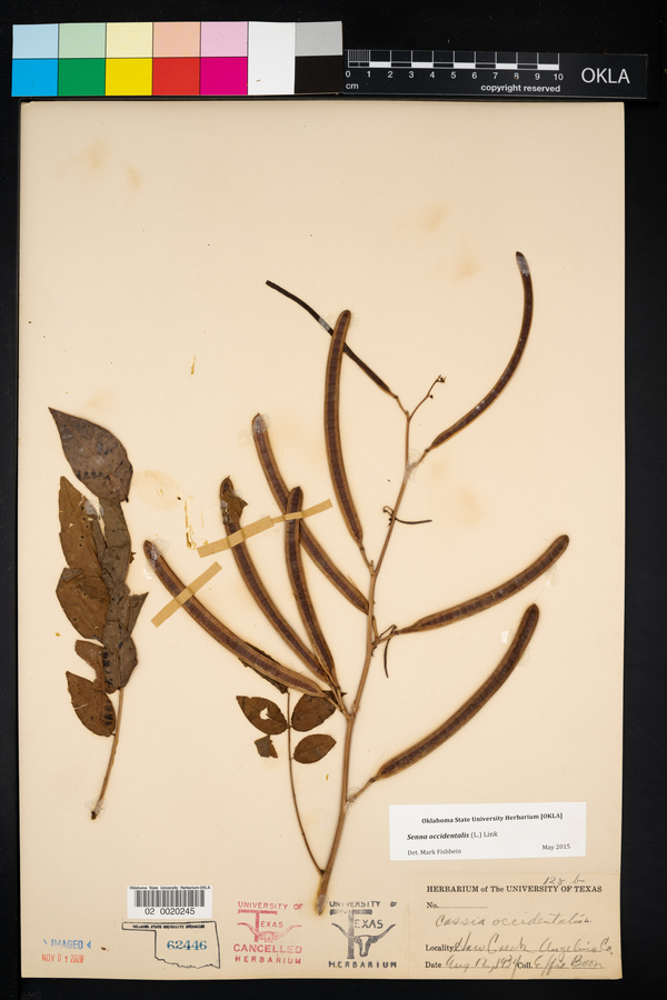 Senna occidentalis image