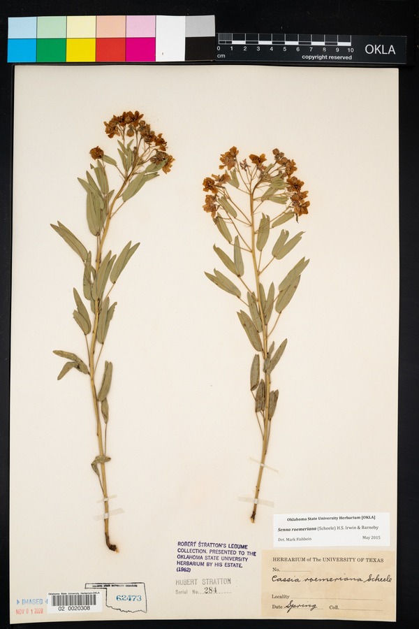 Senna roemeriana image
