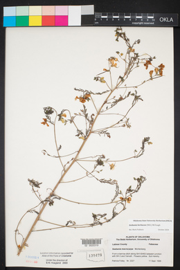 Sesbania herbacea image