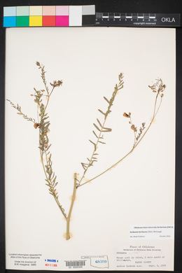 Sesbania herbacea image