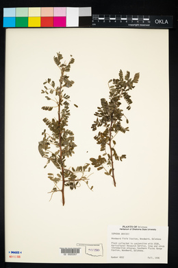 Sophora davidii image