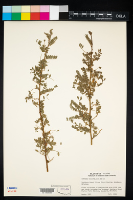 Sophora davidii image