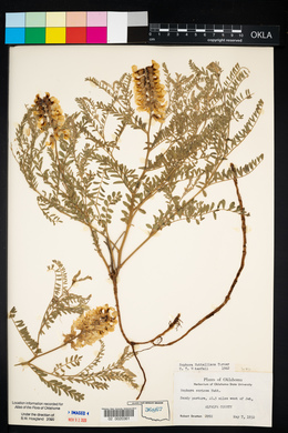 Sophora nuttalliana image