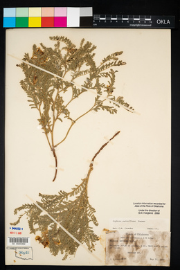 Sophora nuttalliana image