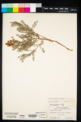 Sophora nuttalliana image