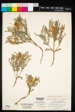 Sophora nuttalliana image