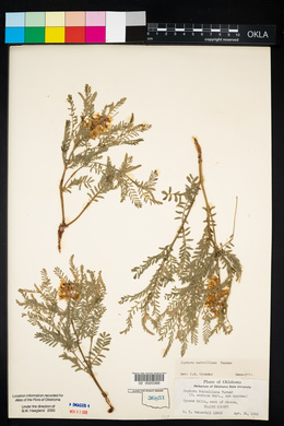 Sophora nuttalliana image