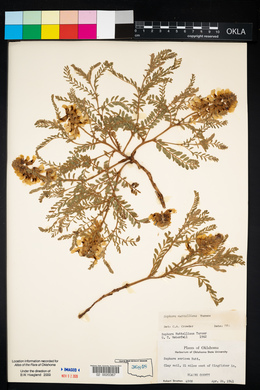 Sophora nuttalliana image