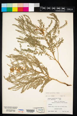 Sophora nuttalliana image