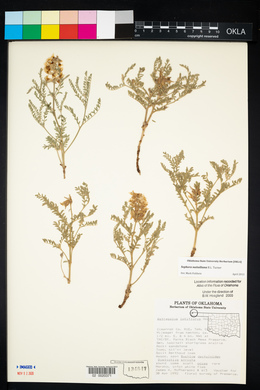 Sophora nuttalliana image