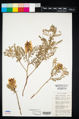 Sophora nuttalliana image